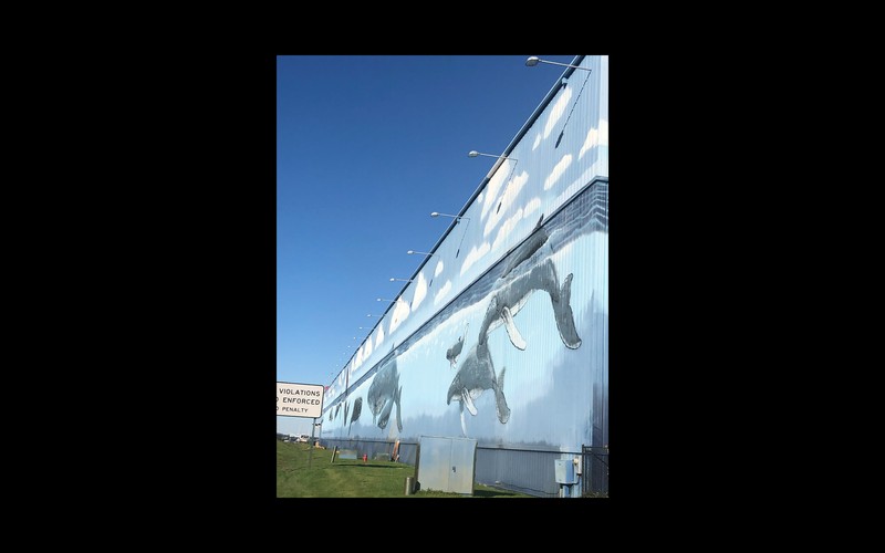 whale wall 3