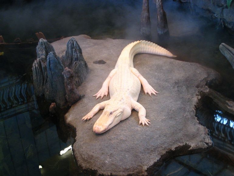 A rare albino alligator named Claude