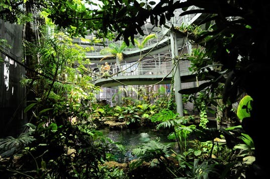 4-story rainforest