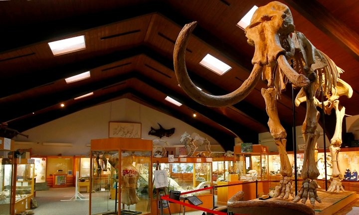 "Dee" the Mammoth is believed to be the oldest and most complete Columbian Mammoth ever found.