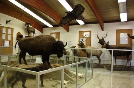 View of some of the animals on display.