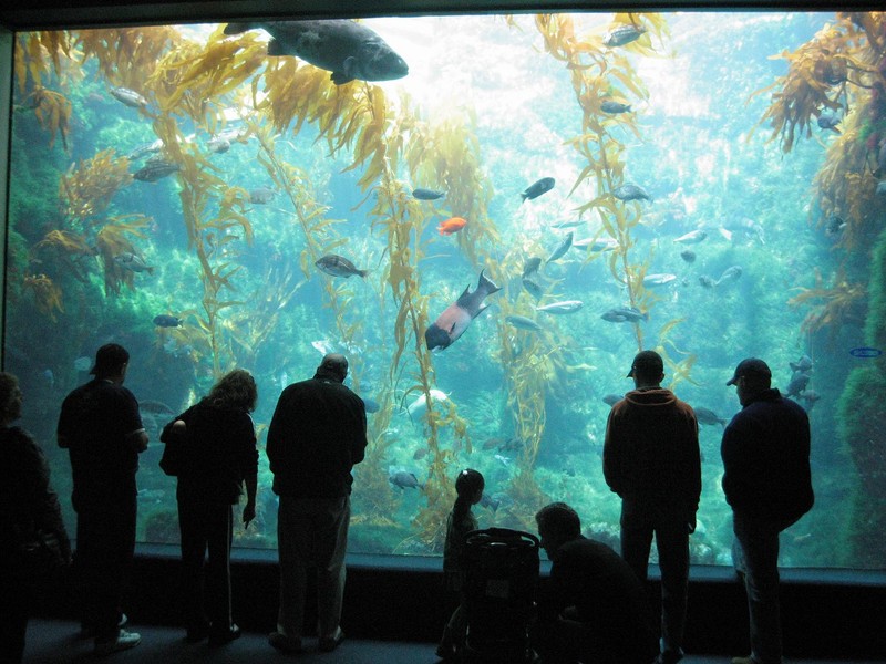 Visitors are able to see 60 ocean habitats and participate in a variety of hands-on activities related to ocean science.