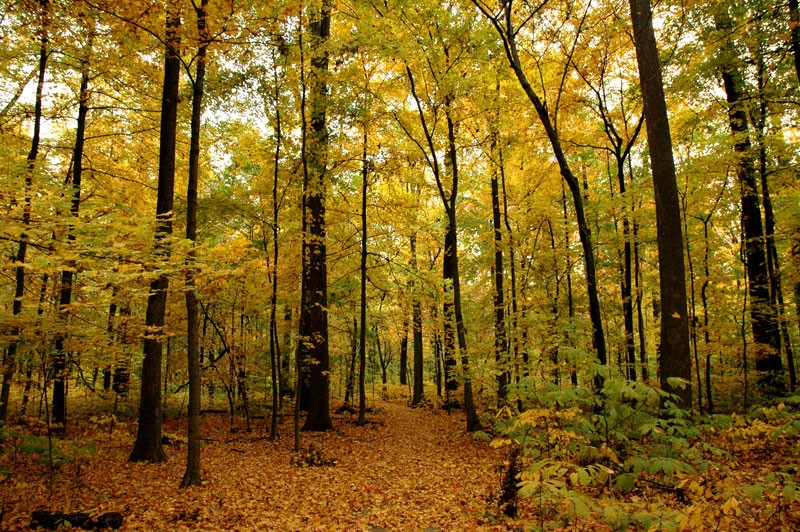 The Wesselman Woods' Main Trail in Autumn