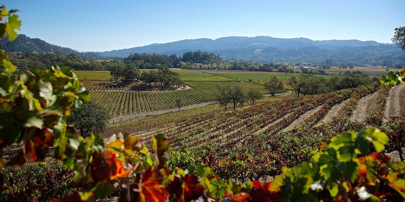 Vineyards at Chateau Montelena Winery