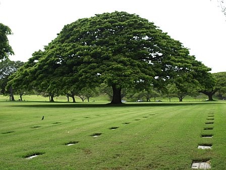 A view of the headstones.