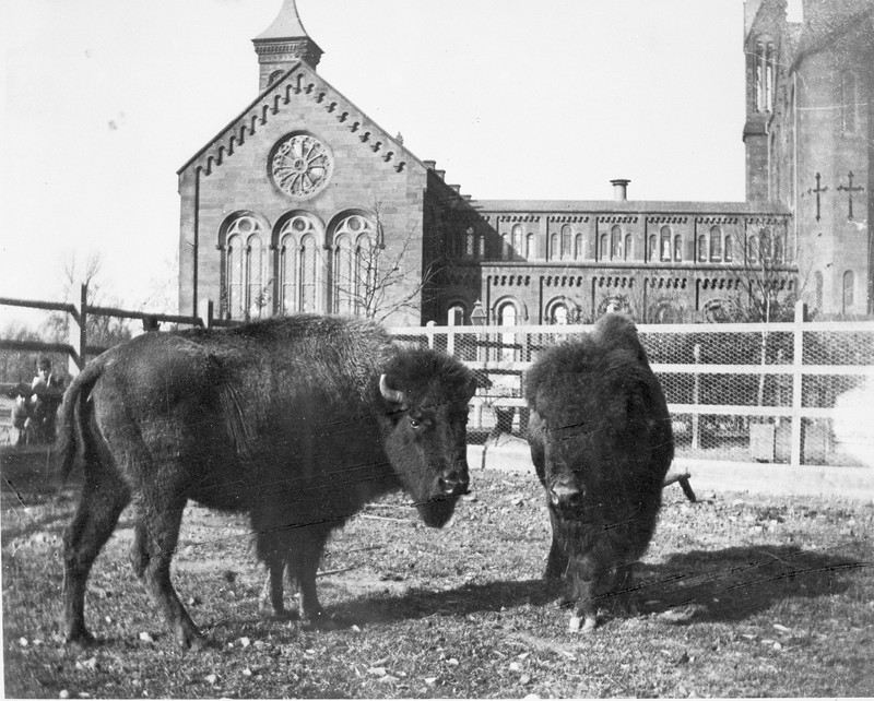 The first Smithsonian "exhibits" of living animals were located in the Castle's backyard. Photo circa 1880s, courtesy of the Smithsonian Institution Archives.