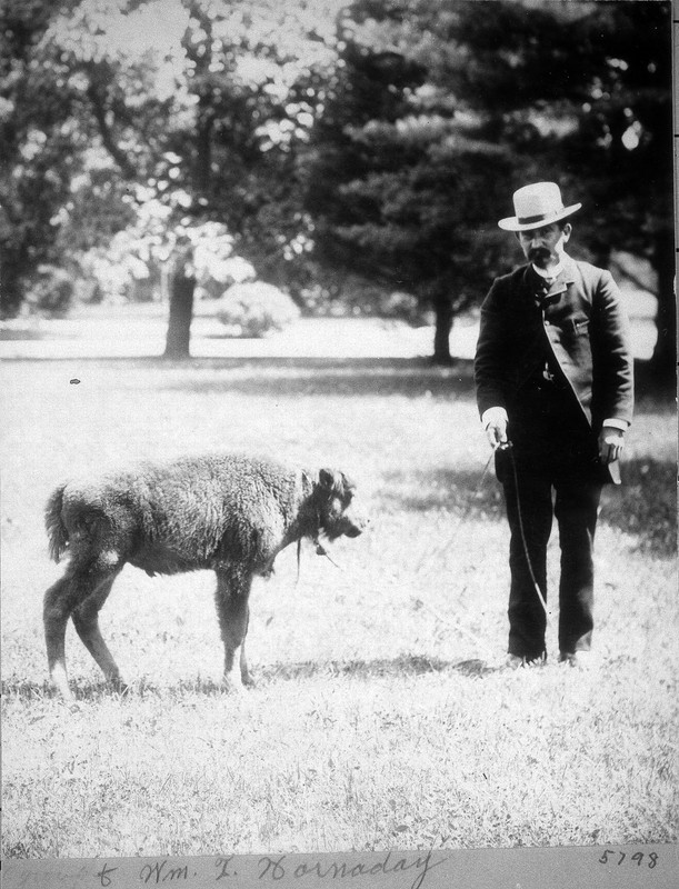 William T. Hornaday was inspired to found the National Zoo when he realized that western settlers were driving the American bison to extinction. Photo circa 1880s, courtesy of the Smithsonian Institution Archives.