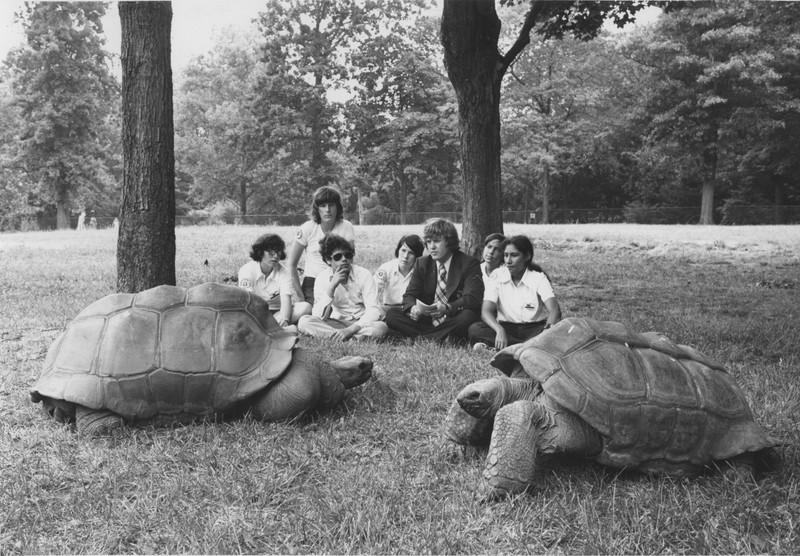 Visitors get quite an up-close look at the zoo's tortoises. Photo courtesy of the Smithsonian Institution Archives. 