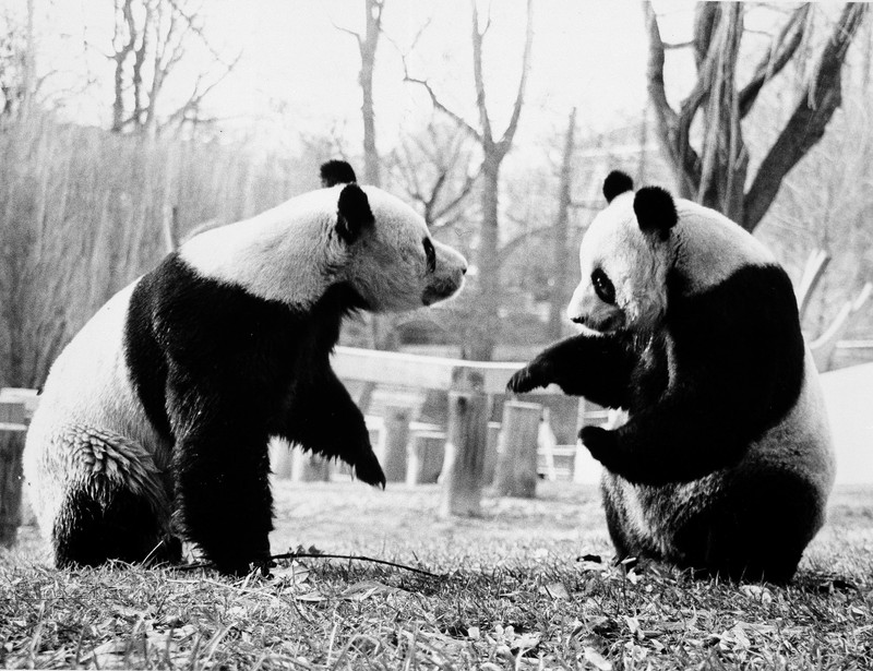 Giant pandas at the zoo have delighted visitors and contributed to conservation efforts since 1972. Here, the first pandas, Ling-Ling and Hsing-Hsing, play together. Photo circa 1985 courtesy of the Smithsonian Institution Archives. 