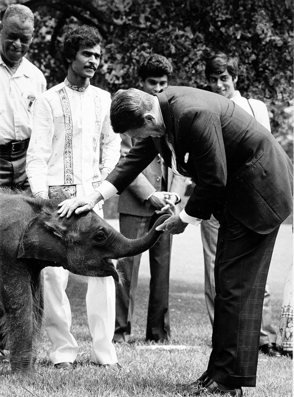 President Ronald Reagan welcomes young elephant Jayathu to the National Zoo from Sri Lanka. Photo circa 1984, courtesy of the Smithsonian Institution Archives