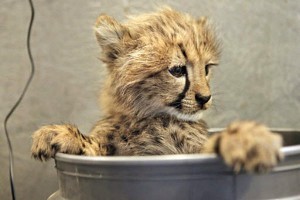 The Cheetah Conservation Station provides natural habitats to a vulnerable big cat species. 