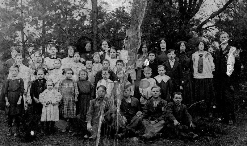 Photograph, Tree, Standing, Plant