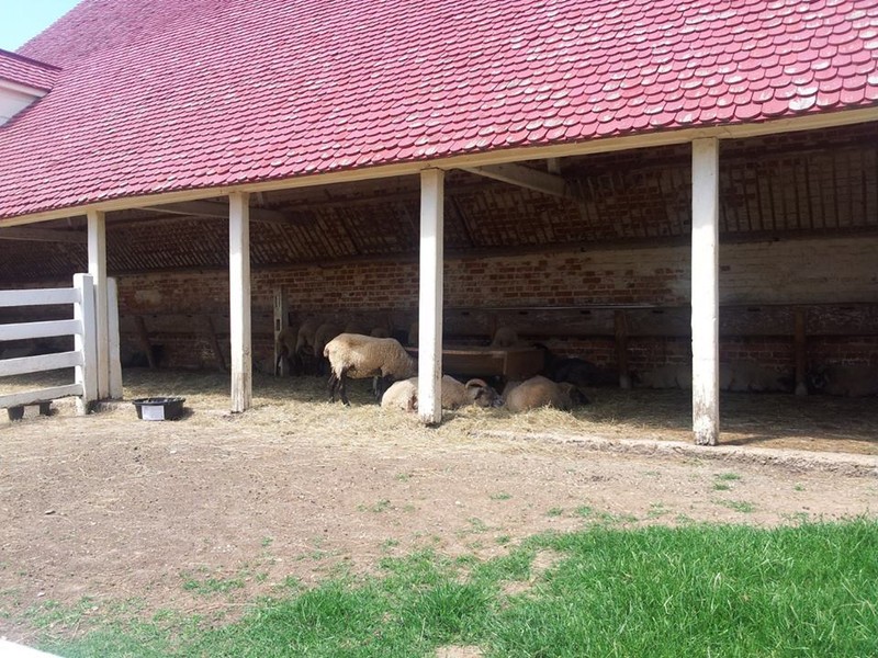 Washington experimented with different planting and animal husbandry techniques at Mount Vernon. Visitors can see a number of animals that are recognizable on today's farms. Photo courtesy of Laura Maple