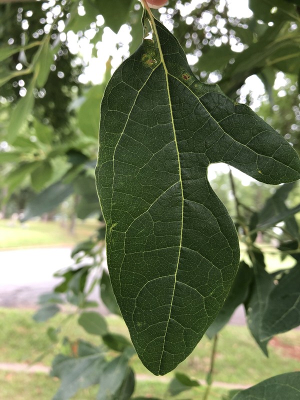 Plant, Leaf, Terrestrial plant, Flower