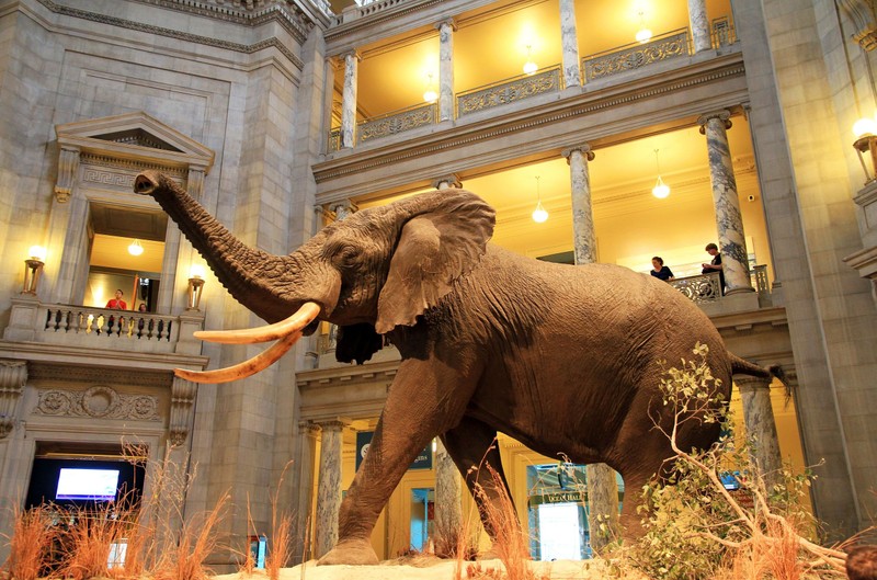 The grand rotunda houses an African elephant that debuted in 1959. At the time, it was the largest land mammal on exhibit at a museum. Photo courtesy Ingfbruno, Wikimedia.