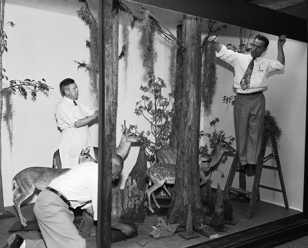 Exhibit staff prepare a display of white-tailed deer. Photo circa 1950s, courtesy of Smithsonian Institution Archives.