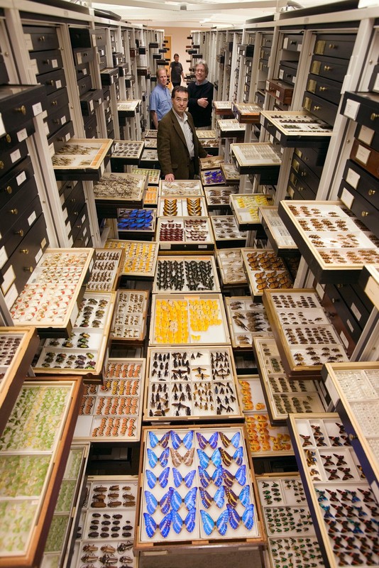 Entomology staff stand among millions of insects in the Smithsonian collection. Photo by Chip Clark.