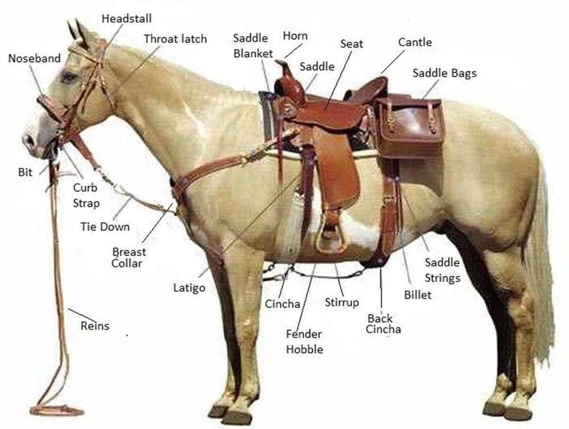 Horse, Working animal, Horse tack, Liver