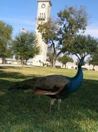 A resident peacock with clock tower in the background
