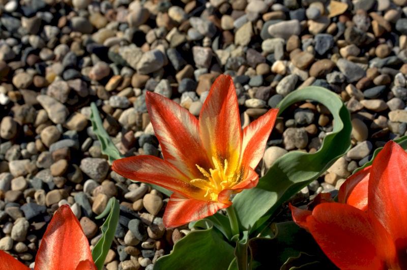 A type of tulip that can be found in season at the center