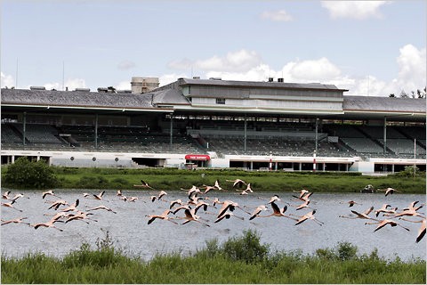 Hialeah's iconic flamingos and grandstand.