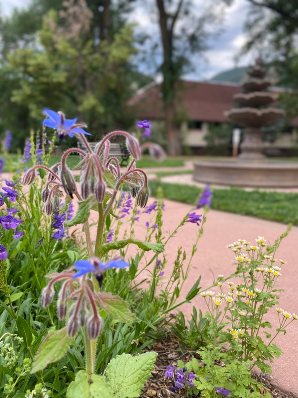 Flower, Plant, Purple, Petal