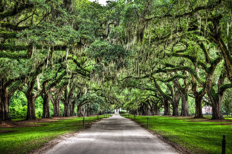 Boone Hall Plantation Avenue of Oaks