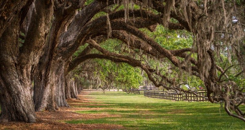 Boone Hall Plantation Avenue of Oaks