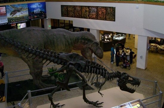 The museum features numerous skeletons, fossils, and other specimens on display.