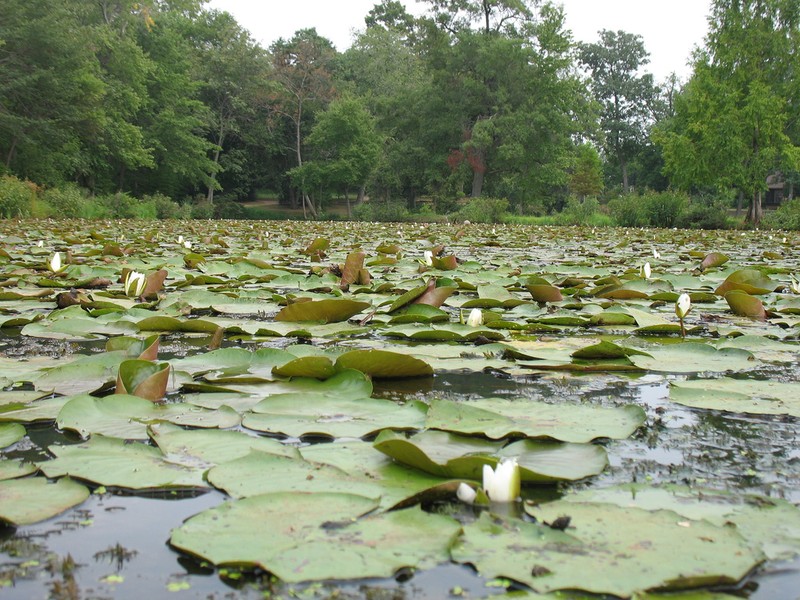 Waterlilies from the Park.