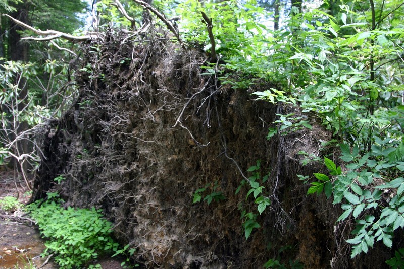 Root ball over overturned tree