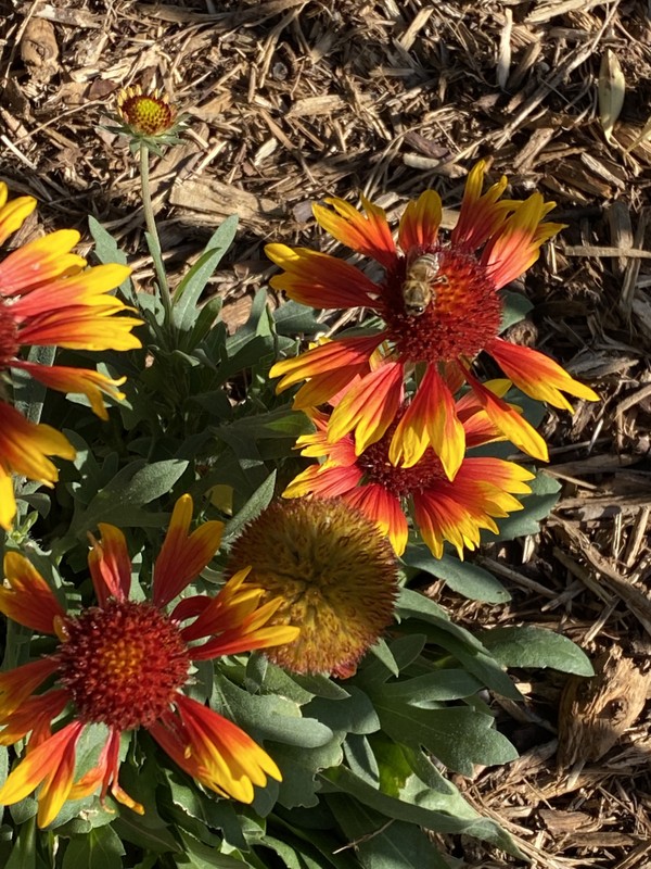 Flower, Plant, Blanket flowers, Petal