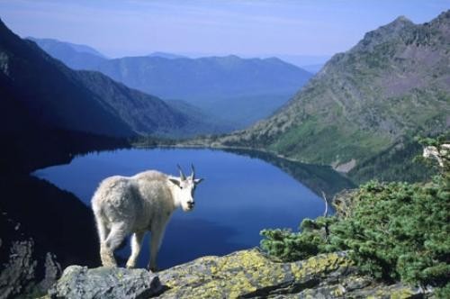 A mountain goat overlooks one of the many lakes within the park.