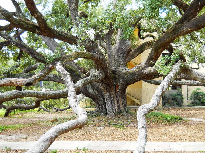 "FriendshipOakLimbs" by Woodlot - Own work. Licensed under CC BY-SA 3.0 via Wikimedia Commons - https://commons.wikimedia.org/wiki/File:FriendshipOakLimbs.jpg#/media/File:FriendshipOakLimbs.jpg