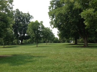 The Pecan Grove was planted in the early 20th Century to help diversify the crops grown at Oak View.