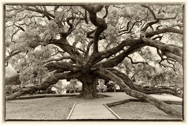 Treaty Oak from the Walkway