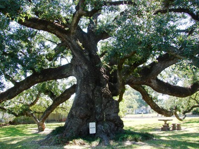 The Sallier Oak tree