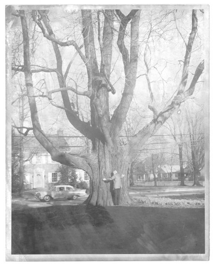 Black and white photograph of Dr. Rash standing in front of the world's largest sassafras tree, ca. 1964