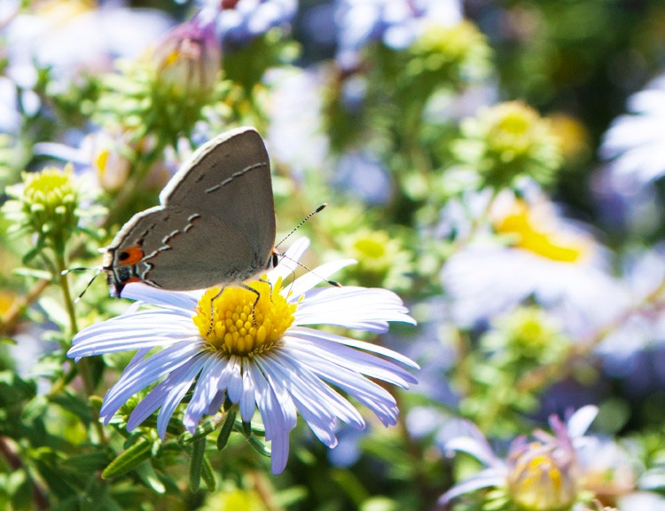 Butterfly in the Powell Memorial Butterfly Garden & Monarch Waystation