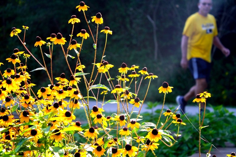 Flower, Plant, People in nature, Botany