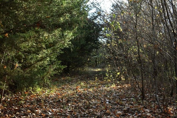 Plant community, Plant, Natural landscape, Wood