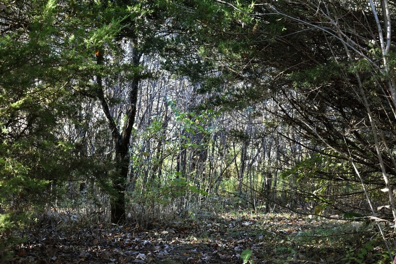 Plant, Natural landscape, Wood, Twig