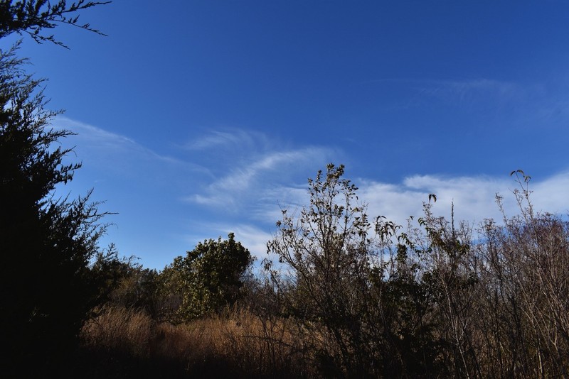 Cloud, Sky, Plant community, Plant