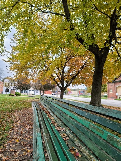 Plant, Tree, Branch, Road surface