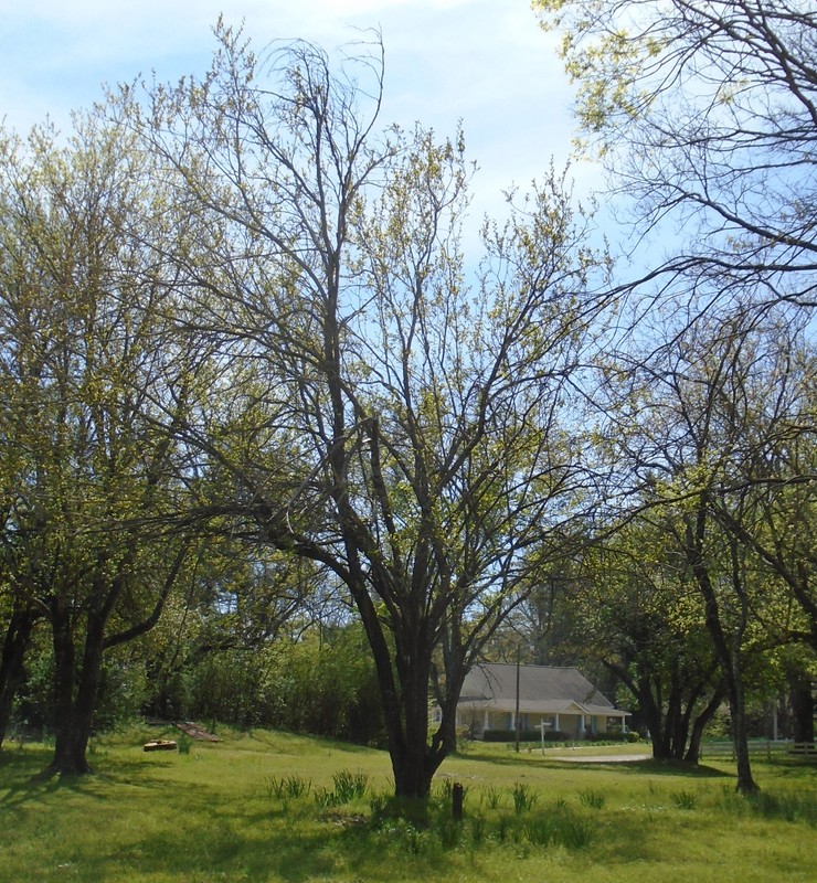 Dr. Nathan D. Smith White Mulberry