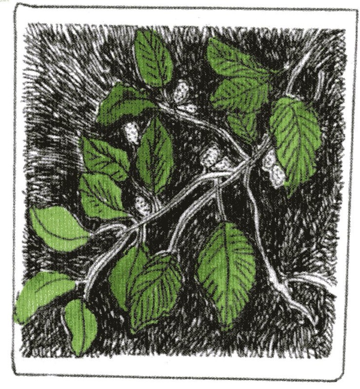 Illustration of White Mulberry branches by Washington artist Ann Bittick