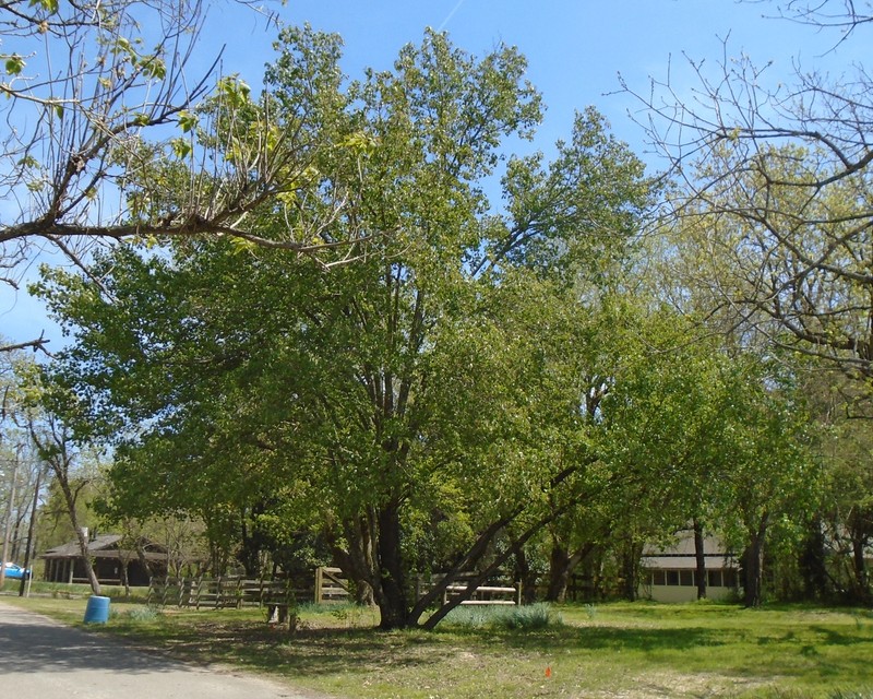 Wild Sweet Crabapple