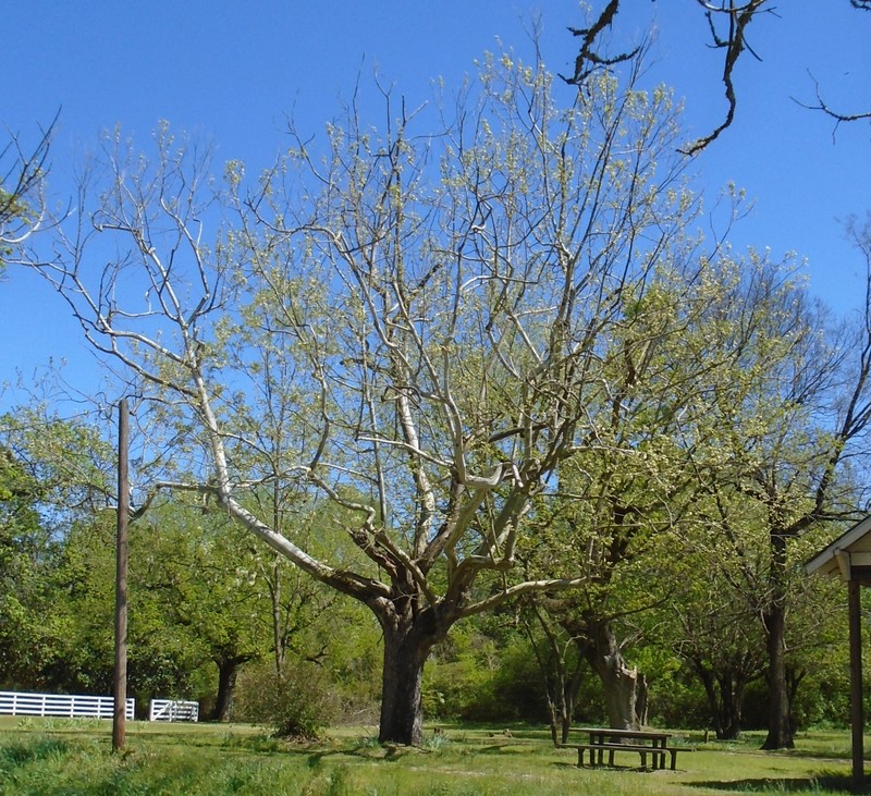 American Sycamore