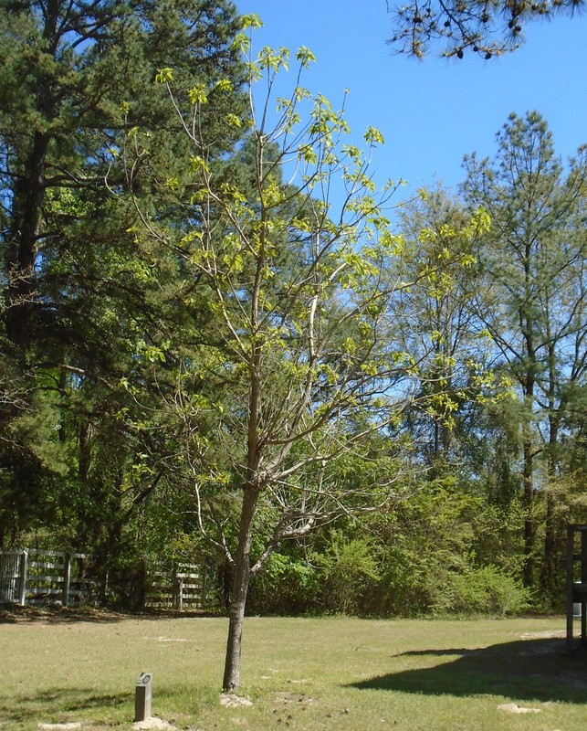 Richard Davies Northern Catalpa