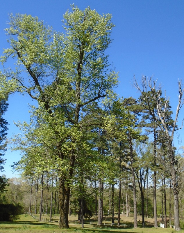 Large Sweetgum in front of Pioneer Cemetery